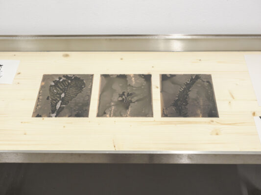 Die Grüne Kammer - Ausstellungsansicht Fotogalerie Wien