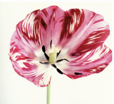 Elfriede Mejchar, aus Tulpen, 1984-98, c-prints 50x50cm