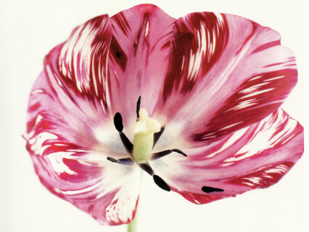 Elfriede Mejchar, aus "Tulpen", 1984-98, c-prints 50x50cm